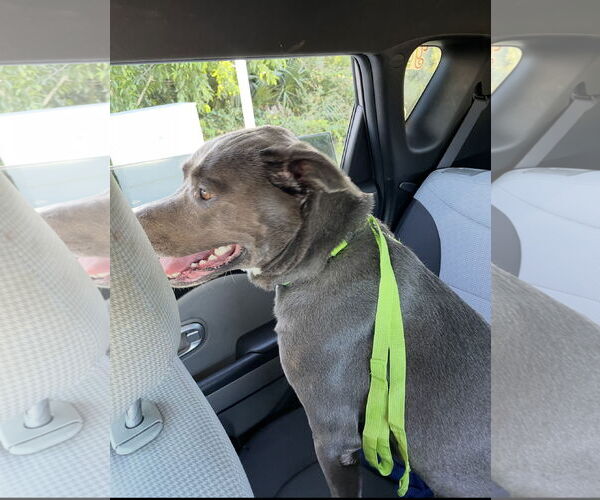 Medium Photo #3 Labrador Retriever-Unknown Mix Puppy For Sale in Royal Palm Beach, FL, USA