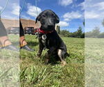 Small #7 Mutt