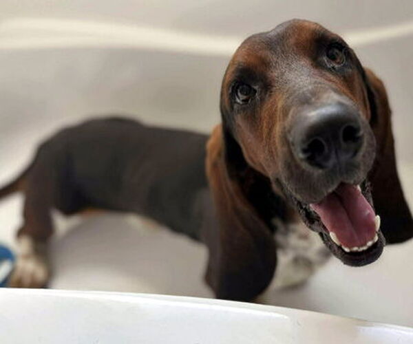 Medium Photo #3 Basset Hound Puppy For Sale in Deepwater, NJ, USA