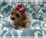 Small Photo #7 Cockapoo Puppy For Sale in LAKELAND, FL, USA