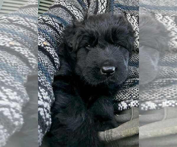 Medium Photo #2 German Shepherd Dog Puppy For Sale in NEWVILLE, PA, USA