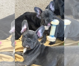 French Bulldog Puppy for sale in FRESNO, CA, USA