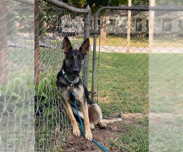 Medium Photo #2 German Shepherd Dog Puppy For Sale in Kansas City, MO, USA