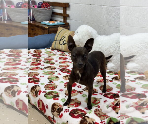 Medium Photo #1 Chihuahua Puppy For Sale in York, SC, USA