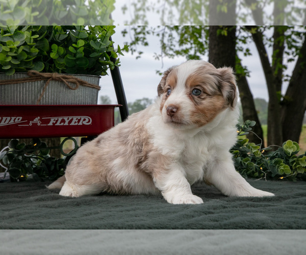 Medium Photo #1 Miniature Australian Shepherd Puppy For Sale in CHRISTIANA, PA, USA