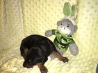 Small Photo #1 Doberman Pinscher Puppy For Sale in OWASSO, OK, USA