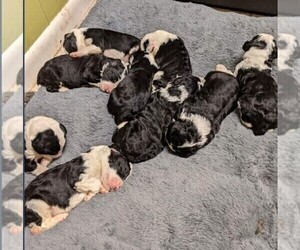 Sheepadoodle Puppy for sale in BELDEN, MS, USA