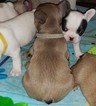 Small #1 French Bulldog