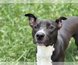 American Pit Bull Terrier-Unknown Mix Dogs for adoption in Tulsa, OK, USA