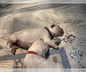 Medium English Cream Golden Retriever