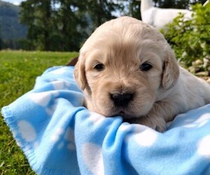 English Cream Golden Retriever Puppy for sale in EVERETT, WA, USA