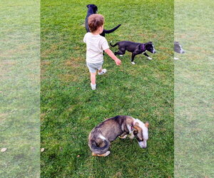 Aubrie - Female Border-Aussie Dog for Adoption - Photo #11