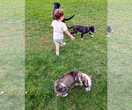 Small Photo #11 Border-Aussie Puppy For Sale in Sandy, UT, USA