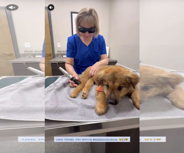 Medium Photo #6 German Shepherd Dog-Great Pyrenees Mix Puppy For Sale in Columbus, IN, USA