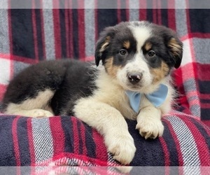 Australian Shepherd Puppy for sale in LAKELAND, FL, USA