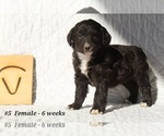 Small Photo #5 Aussiedoodle Puppy For Sale in BRIGHTON, CO, USA