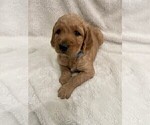 Small Photo #2 Goldendoodle Puppy For Sale in MANTECA, CA, USA