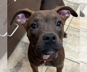 Mutt Dogs for adoption in Jefferson, WI, USA