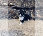 Puppy 5 Mini Australian Shepterrier-Pembroke Welsh Corgi Mix