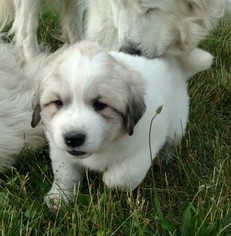 Great Pyrenees Puppy for sale in MEDARYVILLE, IN, USA