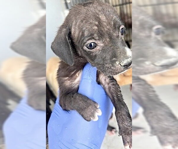 Medium Photo #1 Labrador Retriever-Unknown Mix Puppy For Sale in Houston, TX, USA