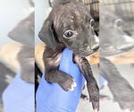 Small Labrador Retriever Mix