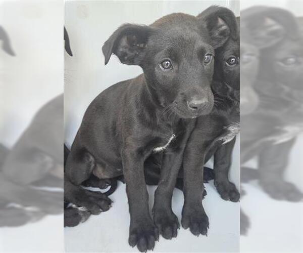 Medium Photo #1 Unknown-Weimaraner Mix Puppy For Sale in Houston, TX, USA