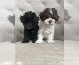 Poodle (Toy)-Unknown Mix Puppy for sale in INDIAN TRAIL, NC, USA