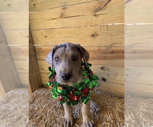 Great Dane Puppy for sale in FORT SCOTT, KS, USA