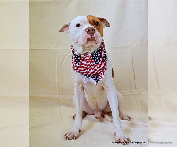 Medium Photo #2 American Pit Bull Terrier Puppy For Sale in Ocala, FL, USA