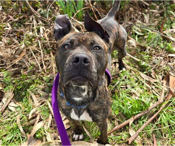 Medium Photo #2 Mutt Puppy For Sale in McKinleyville, CA, USA