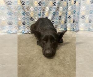 Border Collie-Unknown Mix Dogs for adoption in Rosenberg, TX, USA