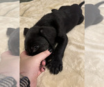 Small Photo #3 Great Dane-Poodle (Standard) Mix Puppy For Sale in FORT WORTH, TX, USA