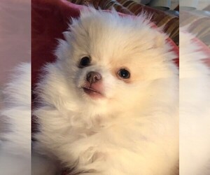 Pomeranian Puppy for sale in LISLE, IL, USA