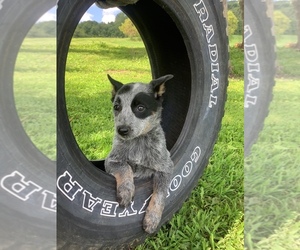 Australian Cattle Dog Puppy for sale in HILLSBORO, WI, USA