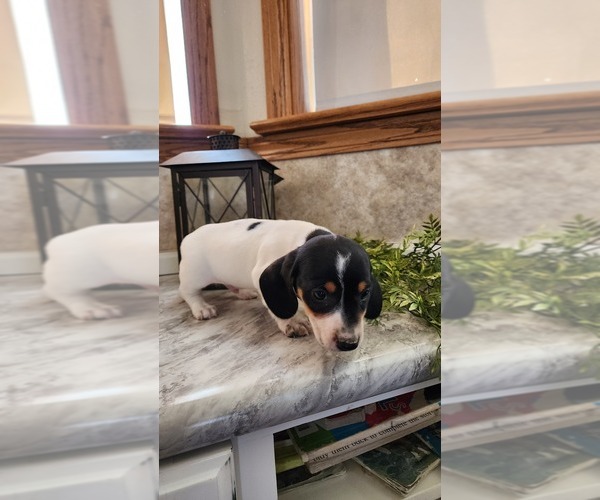 Medium Photo #2 Dachshund Puppy For Sale in GREENWOOD, WI, USA