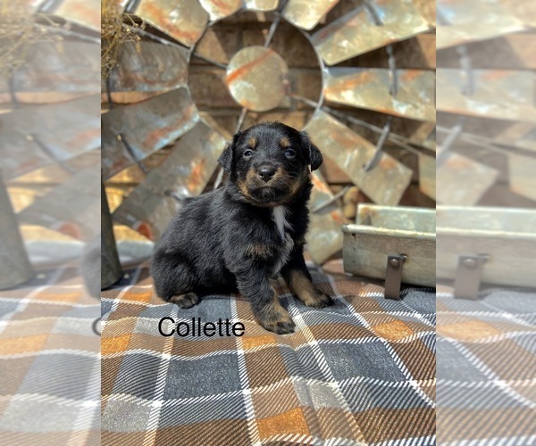 Medium Photo #16 Miniature American Shepherd Puppy For Sale in MANSFIELD, MO, USA