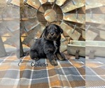 Small #15 Miniature American Shepherd