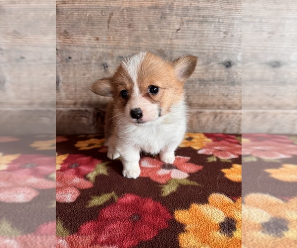 Medium Photo #1 Pembroke Welsh Corgi Puppy For Sale in VERMONTVILLE, MI, USA