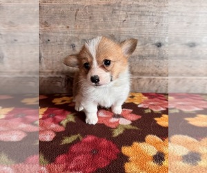 Pembroke Welsh Corgi Puppy for sale in VERMONTVILLE, MI, USA