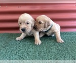 Small #3 English Cream Golden Retriever