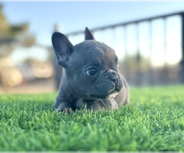 Medium Photo #27 French Bulldog Puppy For Sale in CHICAGO, IL, USA