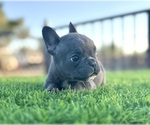 Small #26 French Bulldog