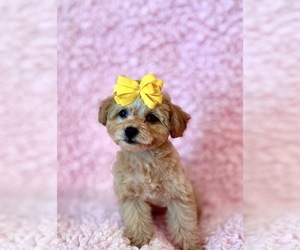 Poodle (Toy) Puppy for sale in REDLANDS, CA, USA