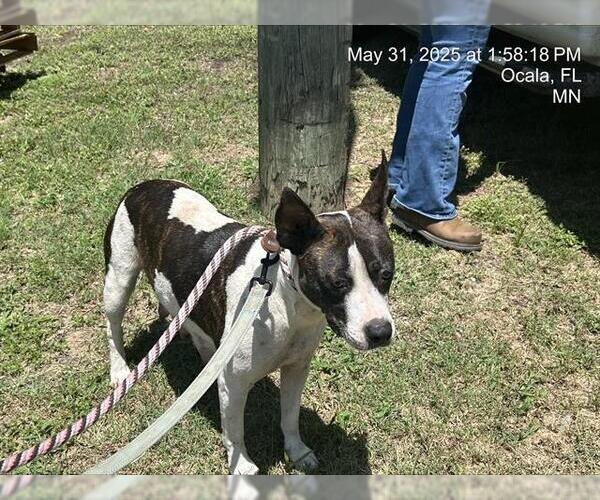 Medium Photo #1 American Staffordshire Terrier-Unknown Mix Puppy For Sale in Ocala, FL, USA