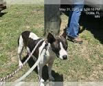 Small American Staffordshire Terrier Mix