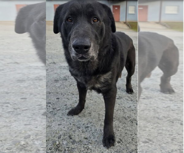 Medium Photo #3 Labrador Retriever Puppy For Sale in Forest, VA, USA