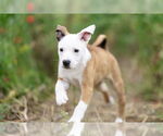 Small #1 Australian Shepherd Mix