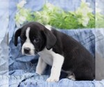 Small #1 Boston Terrier-Cock-A-Poo Mix