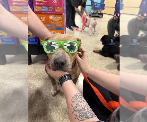 Medium Photo #2 American Staffordshire Terrier-Unknown Mix Puppy For Sale in Wenonah, NJ, USA